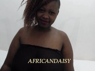 AFRICANDAISY