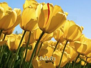 BelleB3