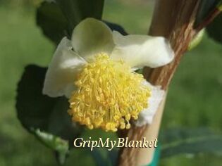 GripMyBlanket