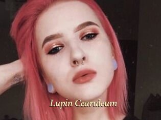 Lupin_Cearuleum