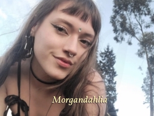 Morgandahlia