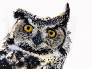 Owlface