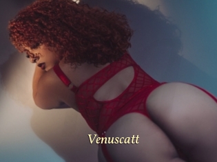 Venuscatt