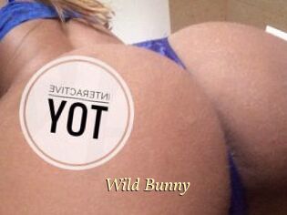 Wild_Bunny_